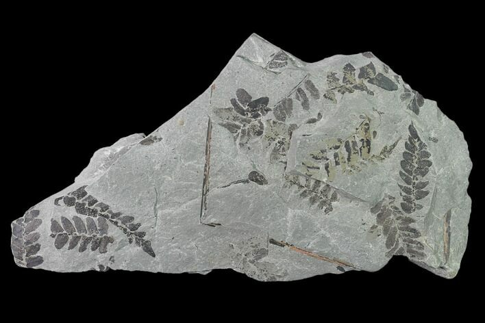 Pennsylvanian Fossil Fern (Neuropteris) Plate - Kentucky #142428